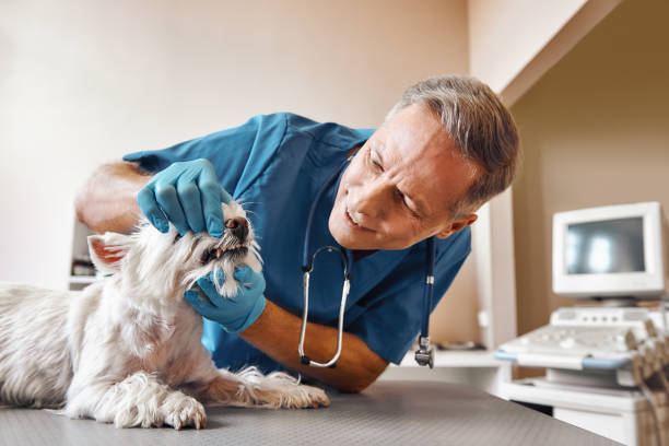 Best Emergency X-Rays and Diagnostics in Sandusky, OH
